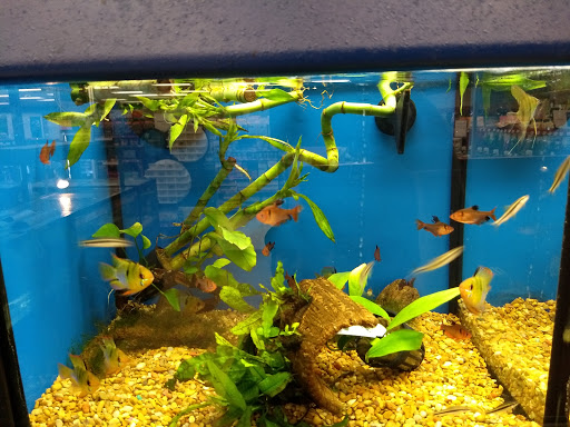 Pet Supply Store «Petco Animal Supplies», reviews and photos, 2775 El Camino Real, Santa Clara, CA 95051, USA