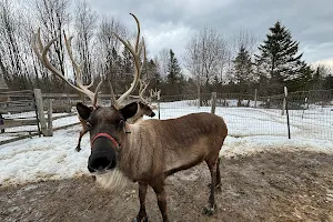 Vermont Reindeer Farm image