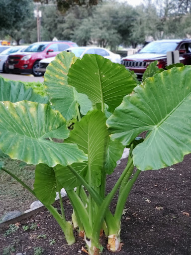 Funeral Home «Restland Funeral Home and Cemetery», reviews and photos, 13005 Greenville Ave, Dallas, TX 75243, USA