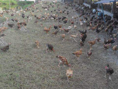 Jasa Jaya Agro Farm