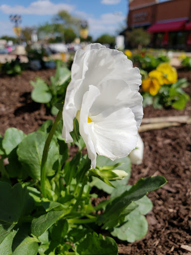 Movie Theater «Regal Cinemas Westview 16 & IMAX», reviews and photos, 5243 Buckeystown Pike, Frederick, MD 21704, USA