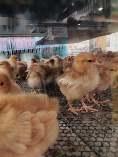 Home Improvement Store «Tractor Supply Co.», reviews and photos, 11946 Leslie Rd, Helotes, TX 78023, USA