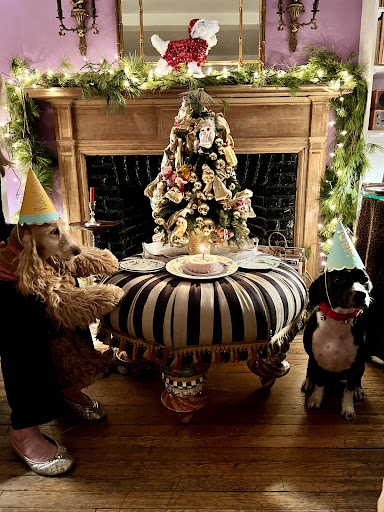 Pet Store «District Dog - A General Store for Pets», reviews and photos, 142 Driggs Ave, Brooklyn, NY 11222, USA