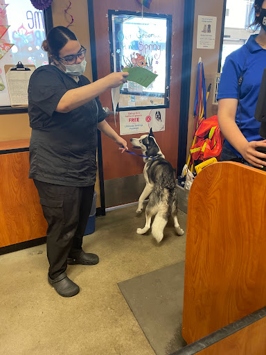 Pet Supply Store «PetSmart», reviews and photos, 540 New York Ave, Lyndhurst, NJ 07071, USA