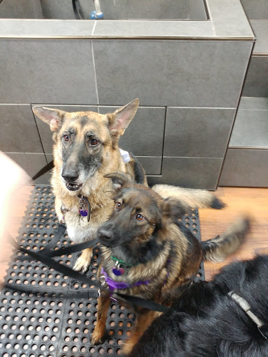 Pet Store «Pet Valu», reviews and photos, 1301 W Skippack Pike, Blue Bell, PA 19422, USA