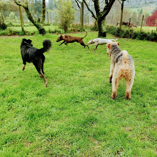 Reviews of Abbeyblyth Animal Boarding in Nelson - Dog trainer
