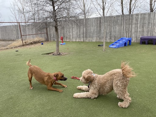 Le Chateau Pet Resort - Pet Boarding Amarillo