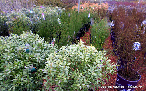 Garden Center «Delahunty Nurseries & Florist», reviews and photos, 41 Range Rd, Windham, NH 03087, USA