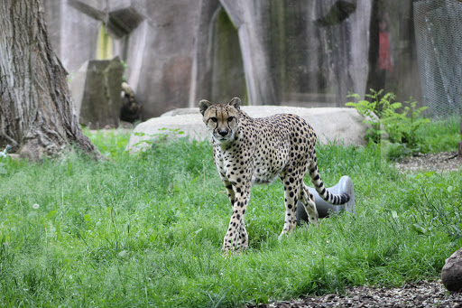 Zoo «Milwaukee County Zoo», reviews and photos, 10001 W Bluemound Rd, Milwaukee, WI 53226, USA