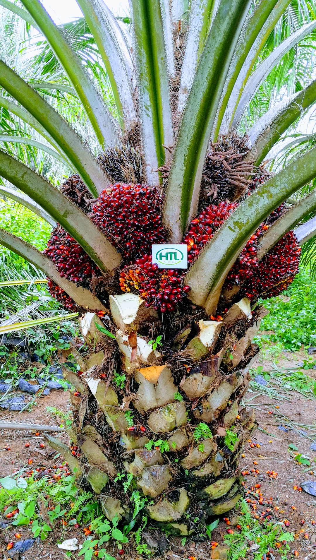 HTL Fertilizer (M) Sdn Bhd - Oil Palm Sample Lot