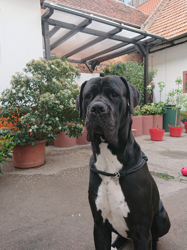 Veterinarian Alexander Wappler unter Edenkoben, 