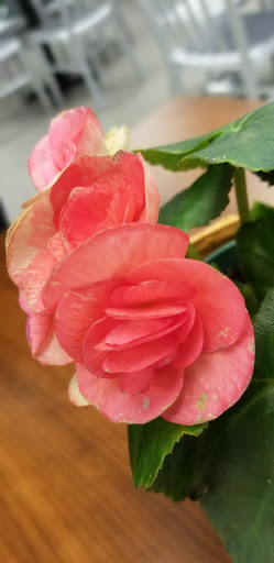 Grocery Store «Stop & Shop», reviews and photos, 24 MA-6A, Orleans, MA 02653, USA