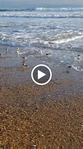 Pet Supply Store «Outer Barks - Water Front Shops», reviews and photos, 1240 Duck Rd, Duck, NC 27949, USA