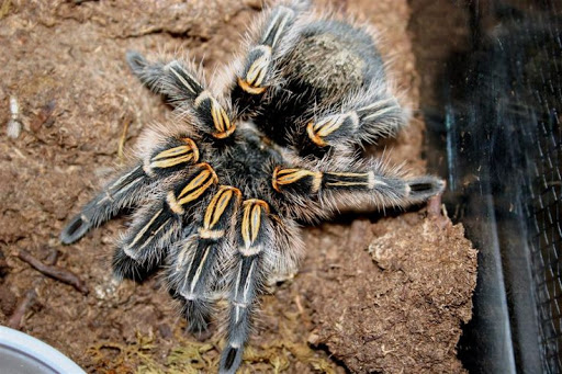 Pet Store «Rockstar Pets», reviews and photos, 215 N Main St, Tooele, UT 84074, USA