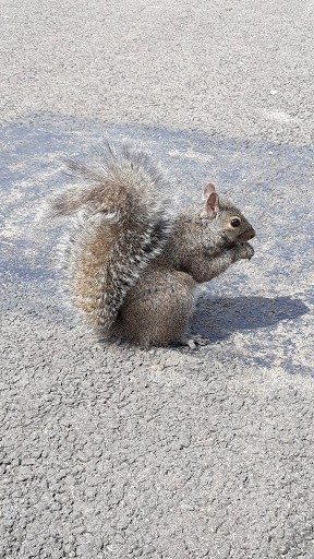 Park «Independence Park», reviews and photos, 3945 N Springfield Ave, Chicago, IL 60618, USA