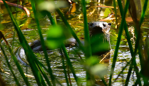 Nature Preserve «Forever Wild Trails», reviews and photos, 384 Narcisse Drive, Dothan, AL 36305, USA