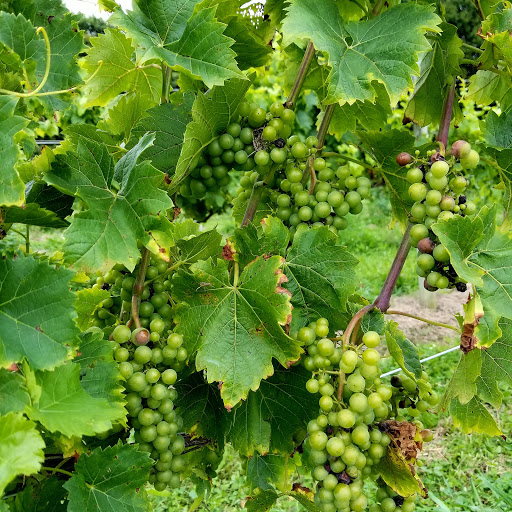 Vineyard «Haight Vineyard», reviews and photos, 29 Chestnut Hill Rd, Litchfield, CT 06759, USA