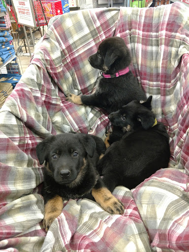 Home Improvement Store «Tractor Supply Co.», reviews and photos, 2211 Ave F NW, Childress, TX 79201, USA