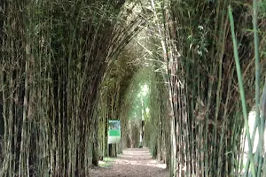 El Paraíso del Bambú y La Guadua image