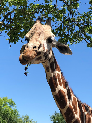 Zoo «Mesker Park Zoo», reviews and photos, 1545 Mesker Park Dr, Evansville, IN 47720, USA