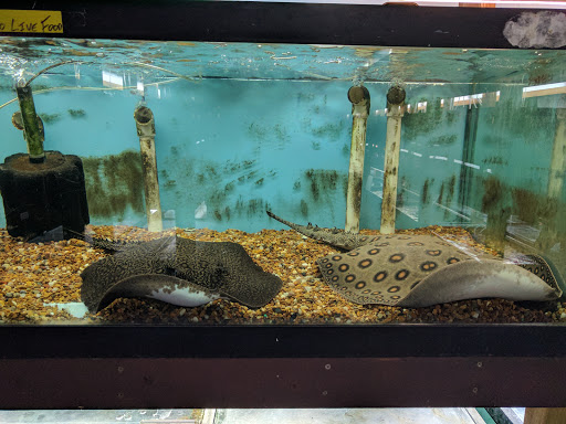 Pet Store «Forest Lake Pets», reviews and photos, 120 Lake St N, Forest Lake, MN 55025, USA