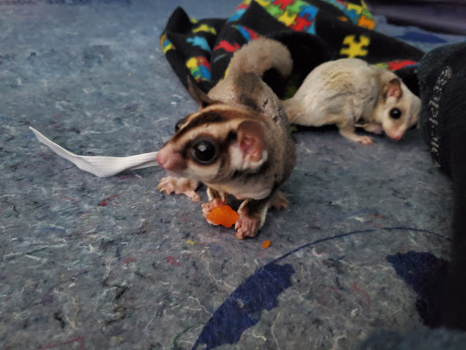 Pet Store «The Pet Glider, Glider World», reviews and photos, 11407 Craighead Dr, Houston, TX 77025, USA