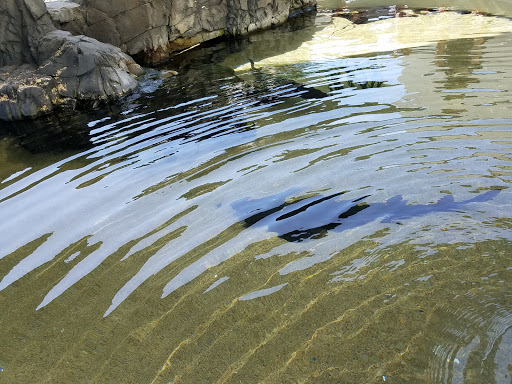 Aquarium «Aquarium of the Pacific», reviews and photos, 100 Aquarium Way, Long Beach, CA 90802, USA