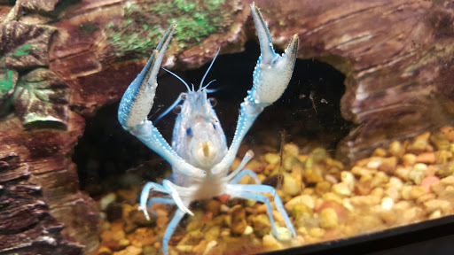 Pet Supply Store «Petco Animal Supplies», reviews and photos, 3150 Erie Blvd E #500, Syracuse, NY 13214, USA