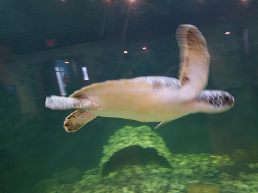 Aquarium «North Carolina Aquarium on Roanoke Island», reviews and photos, 374 Airport Rd, Manteo, NC 27954, USA