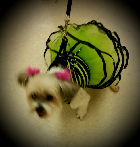 Pet Supply Store «PetSmart», reviews and photos, 1157 E North Ave, Belton, MO 64012, USA