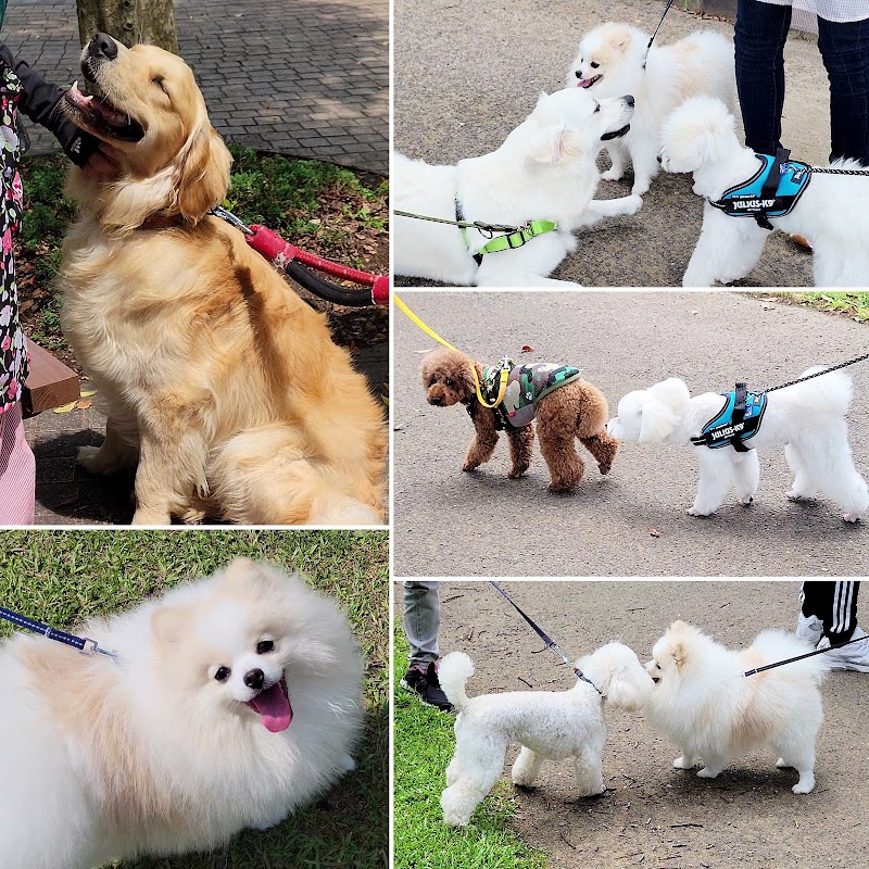 犬のしつけ教室 ＊ ウルーシアン