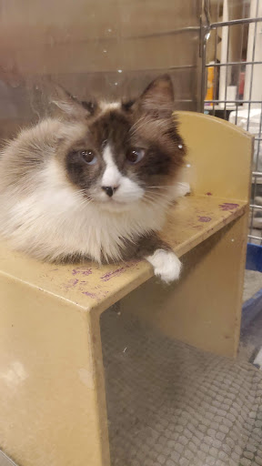 Pet Supply Store «PetSmart», reviews and photos, 6204 W Park Blvd, Plano, TX 75093, USA