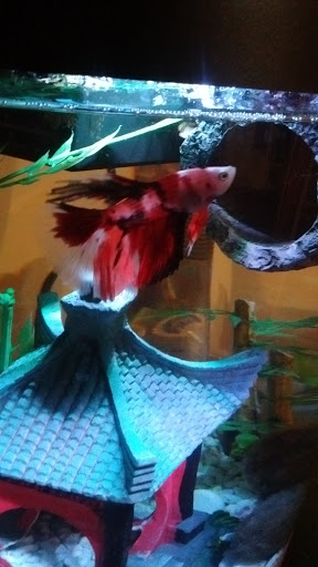 Pet Supply Store «PetSmart», reviews and photos, 9921 Pulaski Hwy, Baltimore, MD 21220, USA