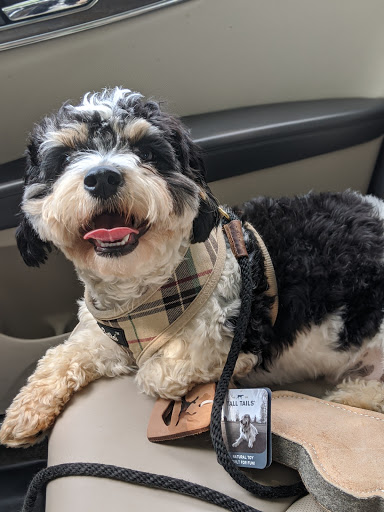 Pet Supply Store «Paws & Claws», reviews and photos, 1803 Augusta St, Greenville, SC 29605, USA