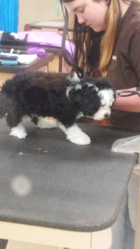 Pet Supply Store «Petco Animal Supplies», reviews and photos, 17200 Southcenter Pkwy #100, Tukwila, WA 98188, USA