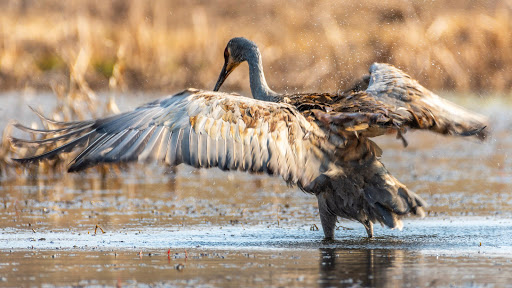 Nature Preserve «Cook County Forest Preserve», reviews and photos, 1700 N Quentin Rd, Palatine, IL 60074, USA