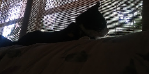 Pet Supply Store «Pet Supermarket», reviews and photos, 7805 Abercorn St, Savannah, GA 31406, USA