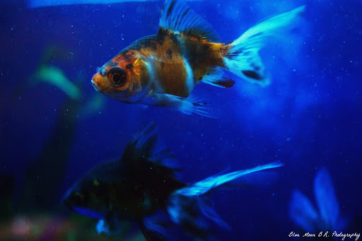 Pet Store «D D Fish & Pets», reviews and photos, 2413 S Fairview St, Santa Ana, CA 92704, USA