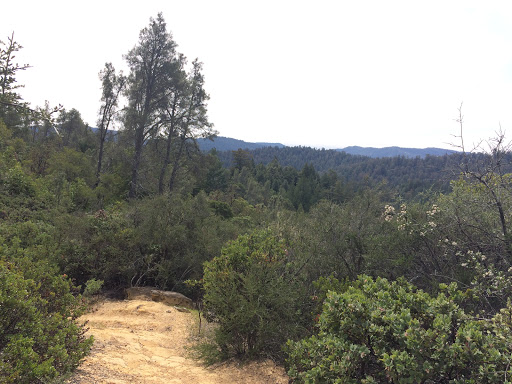 The Grove of Stout-Hearted Wonders