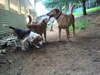 Ansonia Silver Hill Pet Resort - Photo 7 - Car repair in Ansonia, CT, Bridgeport