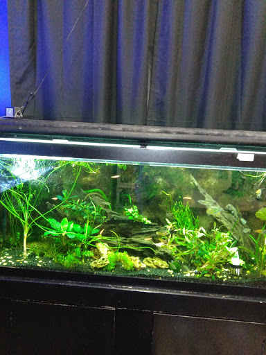 Pet Store «Exotic Fish», reviews and photos, 406 Northside Dr # F, Valdosta, GA 31602, USA