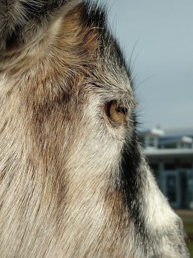 Farm «The Belmont Goats», reviews and photos, 9330 SE Harold St, Portland, OR 97266, USA