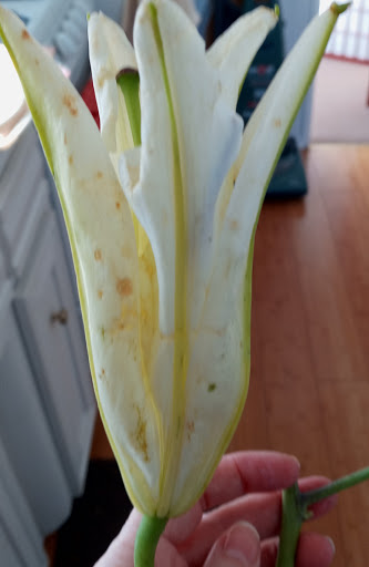 Florist «Valley Florist & Gifts Inc», reviews and photos, 73 Roosevelt Ave C, Valley Stream, NY 11581, USA