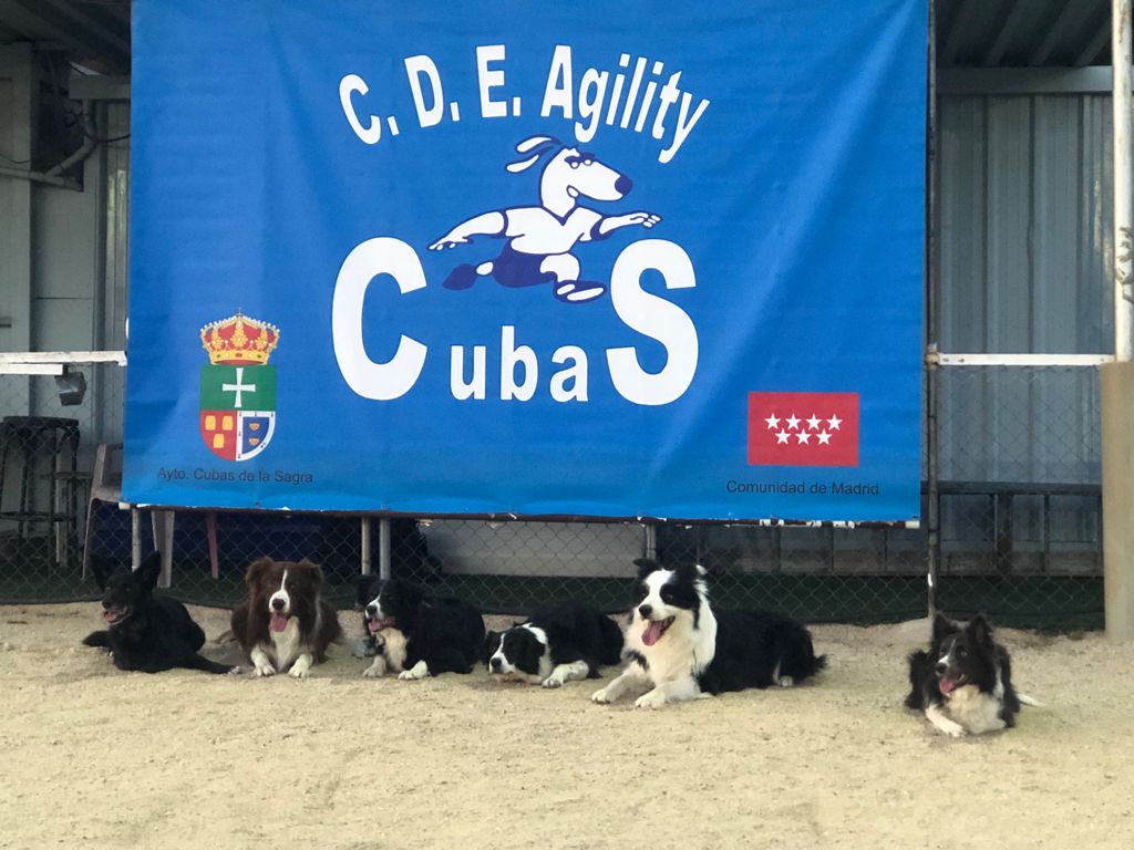 Agility Cubas de la sagra