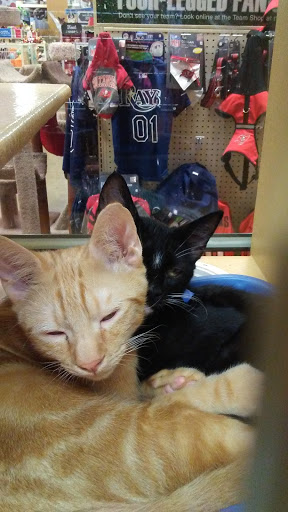 Pet Supply Store «PetSmart», reviews and photos, 211 W Alexander St A, Plant City, FL 33563, USA