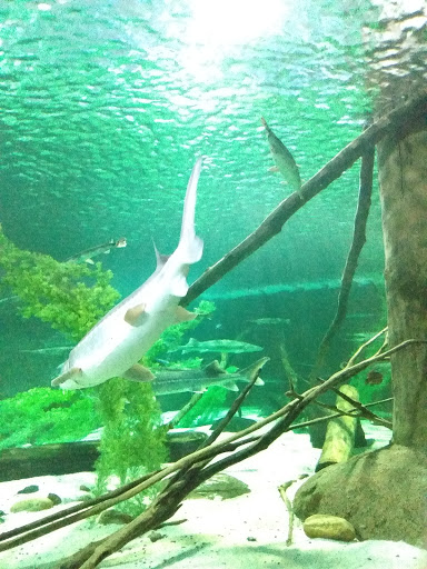 Aquarium «SEA LIFE Minnesota Aquarium», reviews and photos, 120 E Broadway, Bloomington, MN 55425, USA