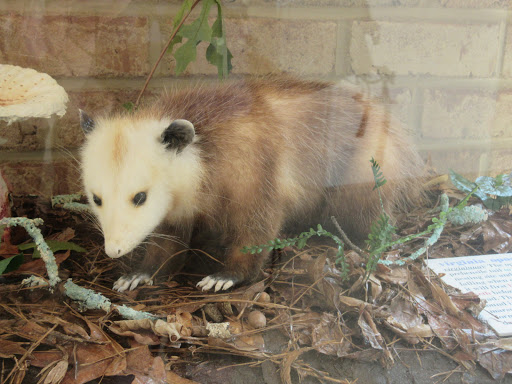 Planetarium «Fernbank Science Center», reviews and photos, 156 Heaton Park Dr, Atlanta, GA 30307, USA