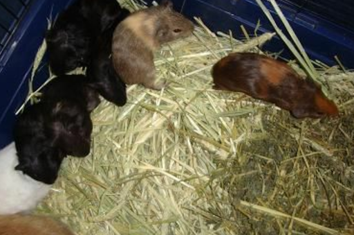 Pet Supply Store «Pet Supplies Plus», reviews and photos, 1377 N 21st St, Newark, OH 43055, USA