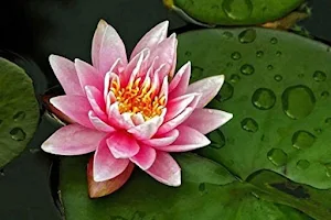 lotos oasis massage image