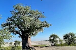 Makgadikgadi Pans National Park image